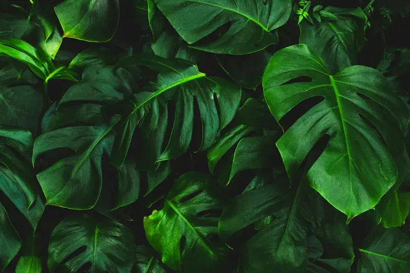 Cover Image for The Benefits of Bringing Nature Indoors: How Houseplants Enhance Wellbeing