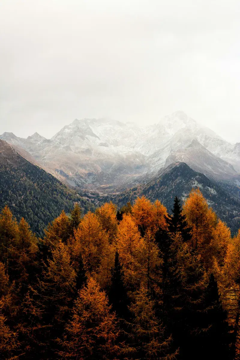 Cover Image for Embracing Nature for Mindfulness: The Beauty of Bare Trees and Mountains