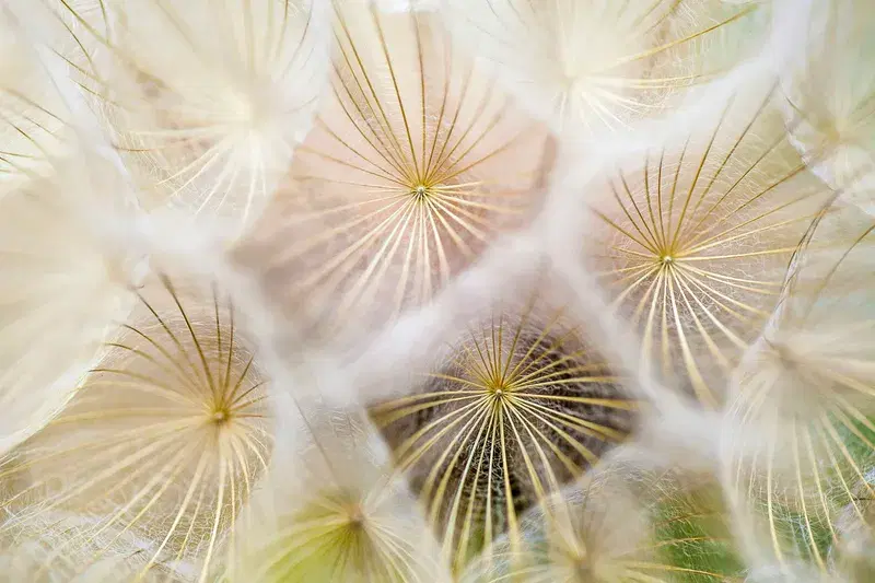 Cover Image for Embracing Nature: The Mindfulness Benefits of Dandelions