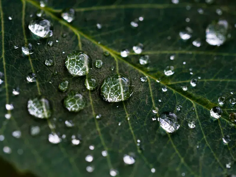 Cover Image for Embracing Nature's Beauty: The Mindfulness of Dew Drops