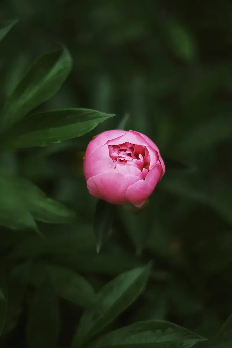 Cover Image for Embracing Nature: The Role of Flowers in Mindfulness and Well-Being