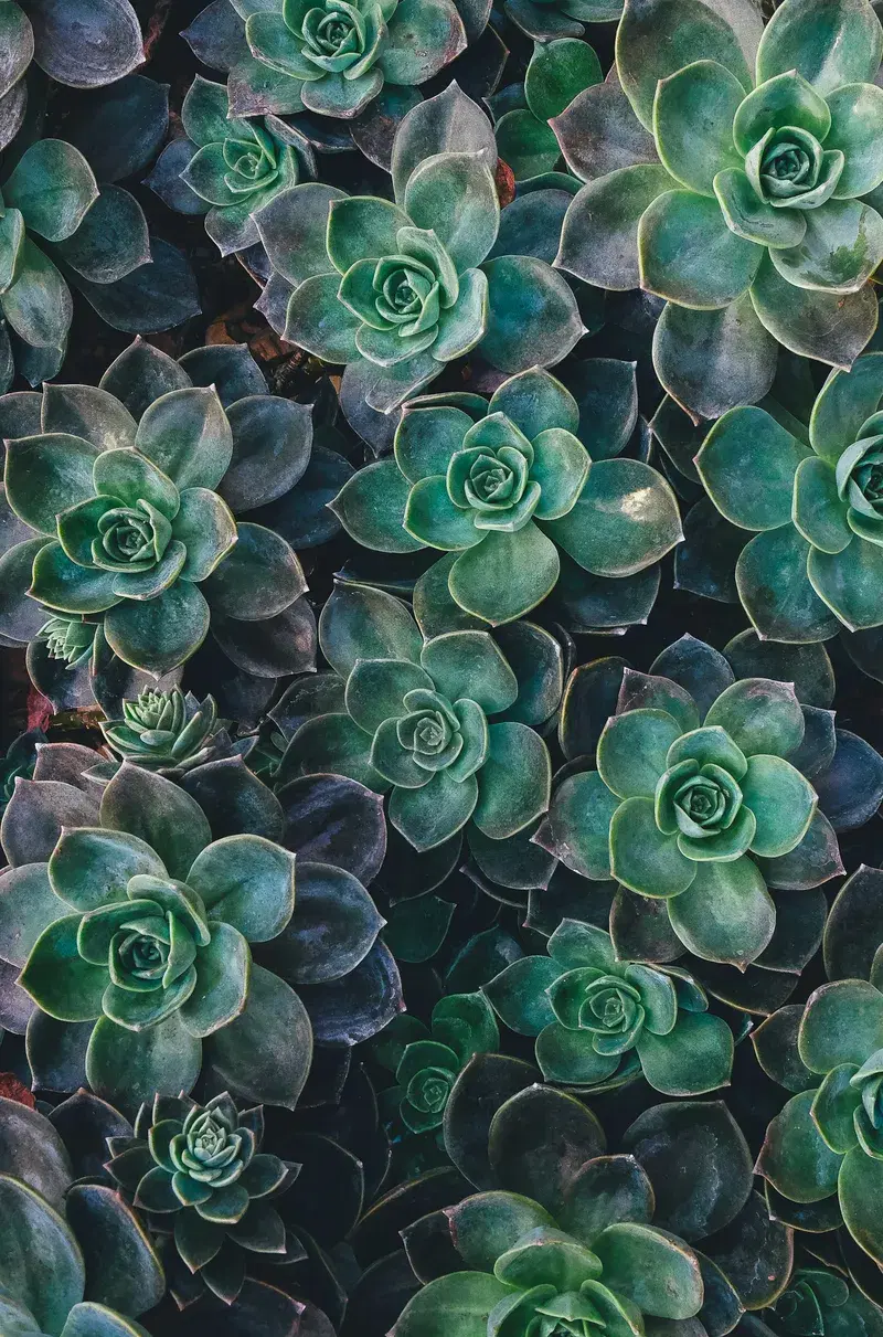 Cover Image for The Mindful Gardener: How Succulents Can Enhance Your Well-Being