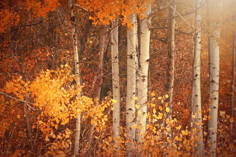 Cover Image for Mindful Moments in Nature: Finding Peace in Autumn Landscapes