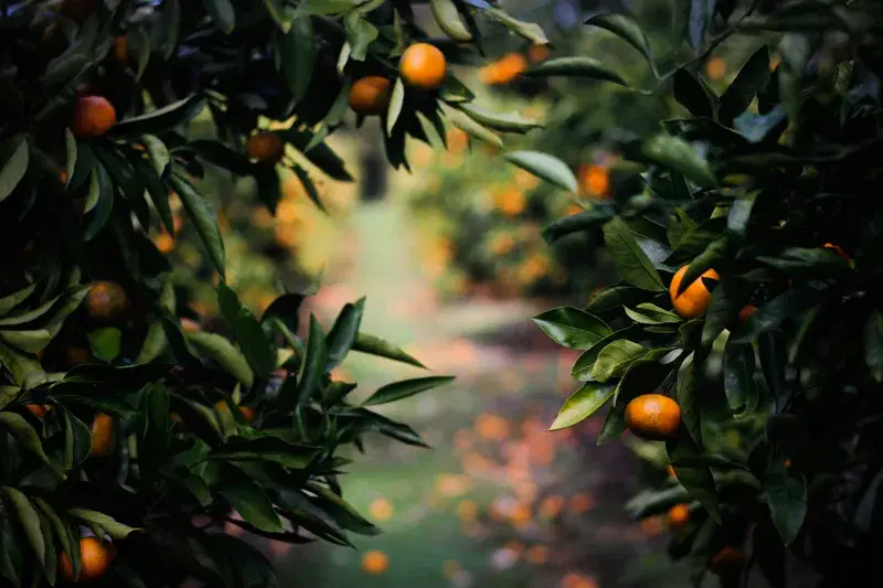 Cover Image for The Power of Nature: How Physalis Fruits Contribute to a Healthy Lifestyle