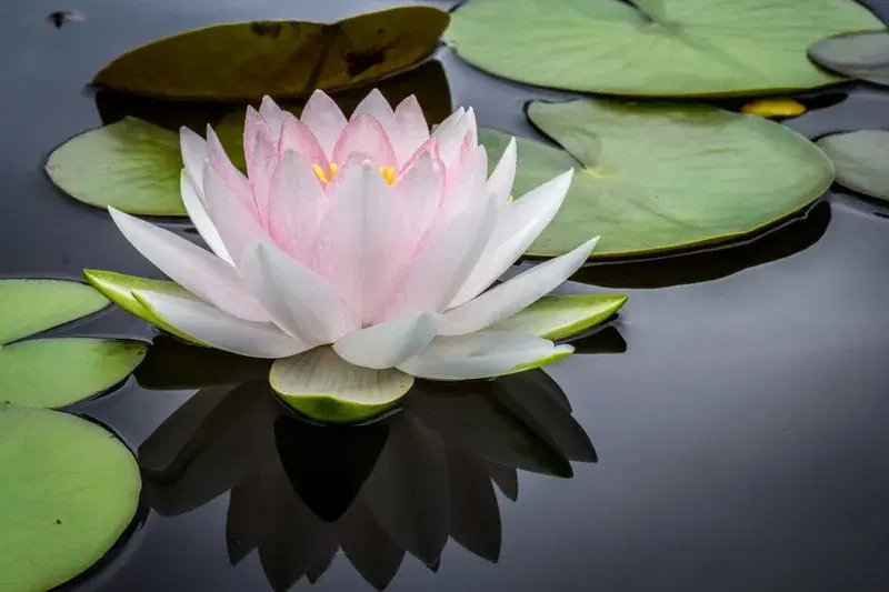 Cover Image for The Serenity of Nature: How Water Lilies Promote Mindfulness