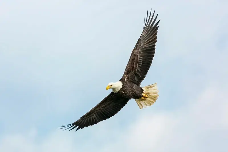 Cover Image for The Majestic Bald Eagle: A Symbol of Freedom and Wellness