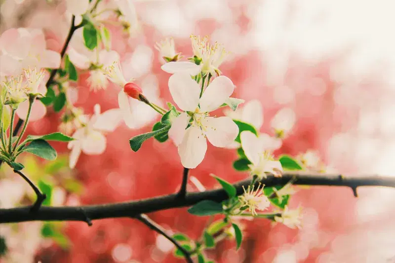 Cover Image for The Beauty of Cherry Blossoms: A Mindful Appreciation