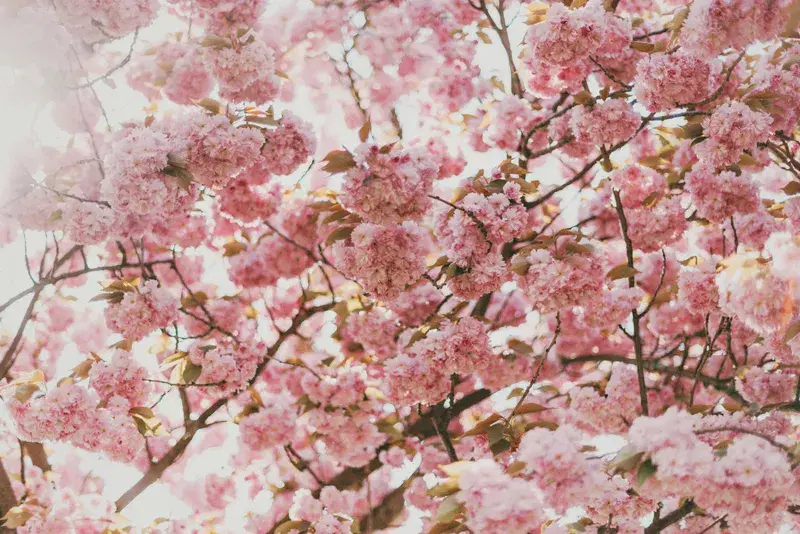 Cover Image for The Beauty of Nature: How Cherry Blossoms Promote Mindfulness