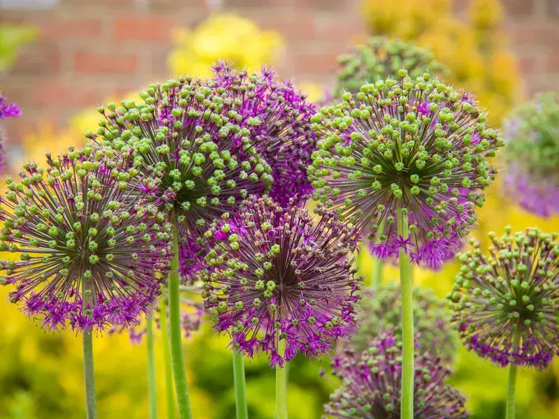 Cover Image for The Benefits of Adding Alliums to Your Mindful Garden