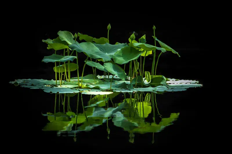 Cover Image for The Benefits of Aquatic Plants for Mindfulness and Wellness