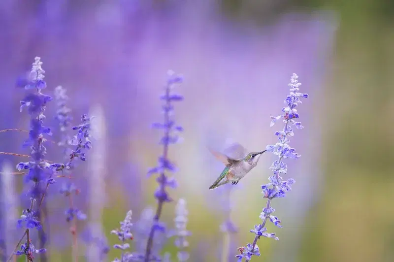 Cover Image for The Benefits of Attracting Hummingbirds to Your Garden