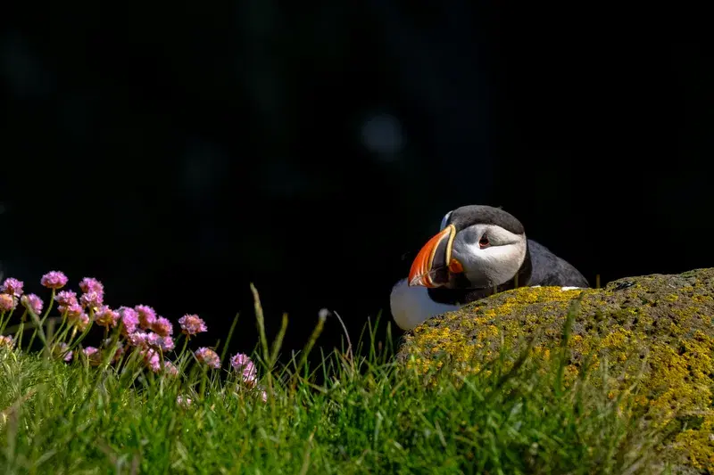 Cover Image for Connecting with Nature: The Benefits of Birdwatching for Your Well-Being