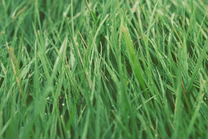 Cover Image for The Benefits of Connecting with Nature for Mental Wellness