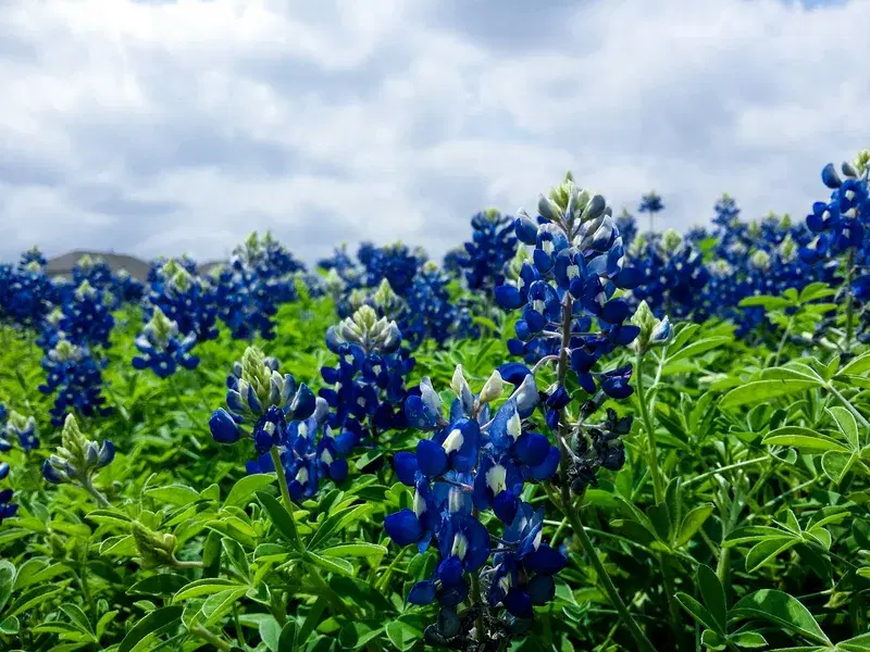 Cover Image for The Benefits of Growing Blue Lilacs for Your Mental Well-Being