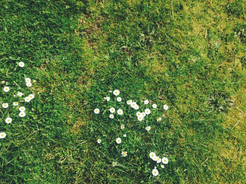 Cover Image for The Benefits of Growing Daisies for Your Mental Well-Being