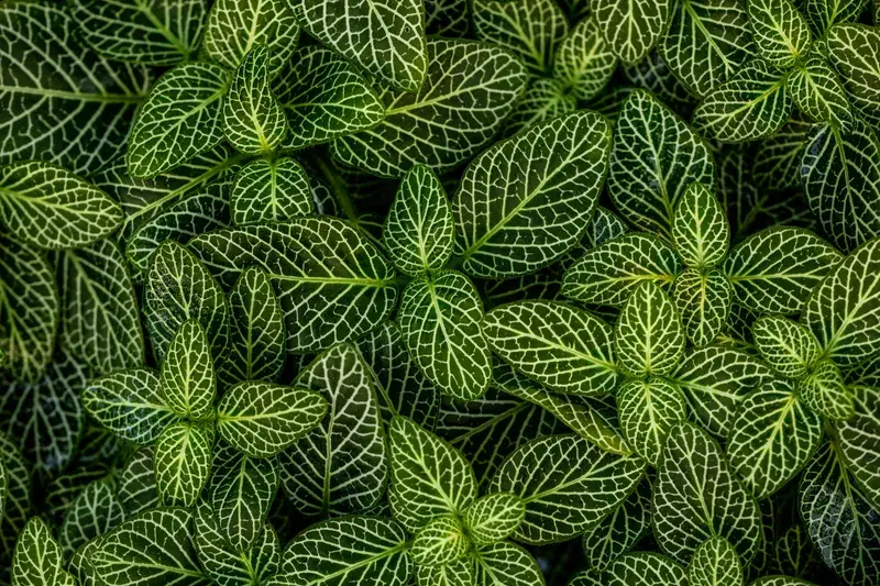 Cover Image for The Benefits of Incorporating Plants into Your Home for Wellness