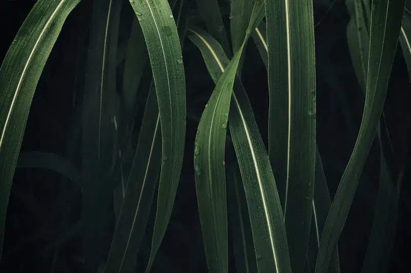 Cover Image for The Benefits of Incorporating Plants into Your Living Space