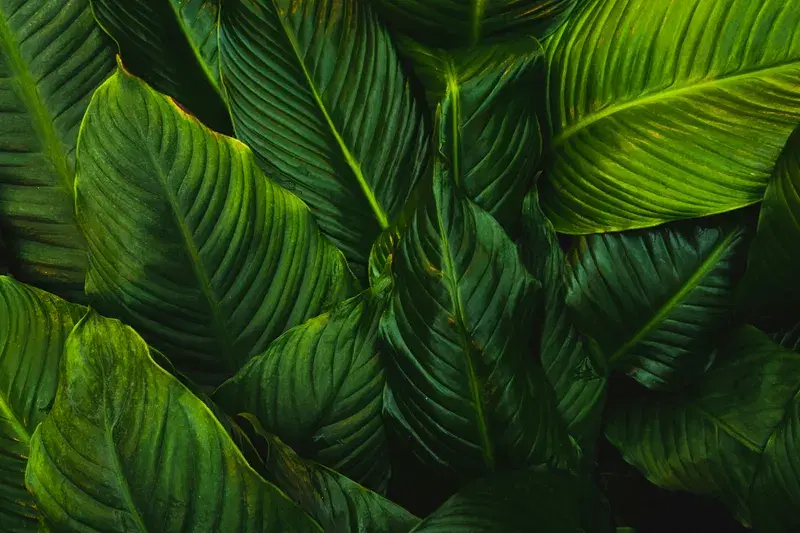 Cover Image for The Benefits of Indoor Plants for Mindfulness and Well-Being