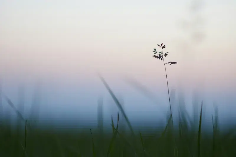 Cover Image for The Benefits of Mindfulness in Nature: Connecting with the Outdoors