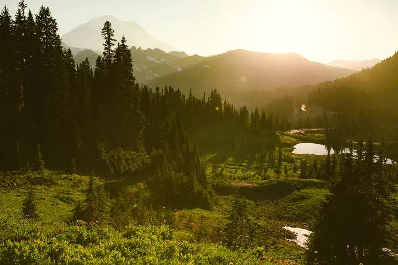 Cover Image for The Benefits of Nature Walks for Mental Health