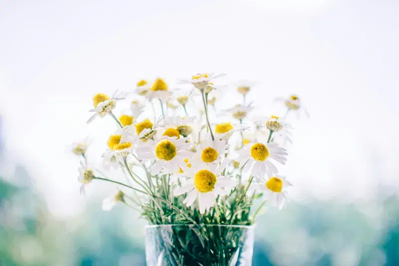 Cover Image for The Benefits of Bringing Nature Indoors: A Focus on Daisies