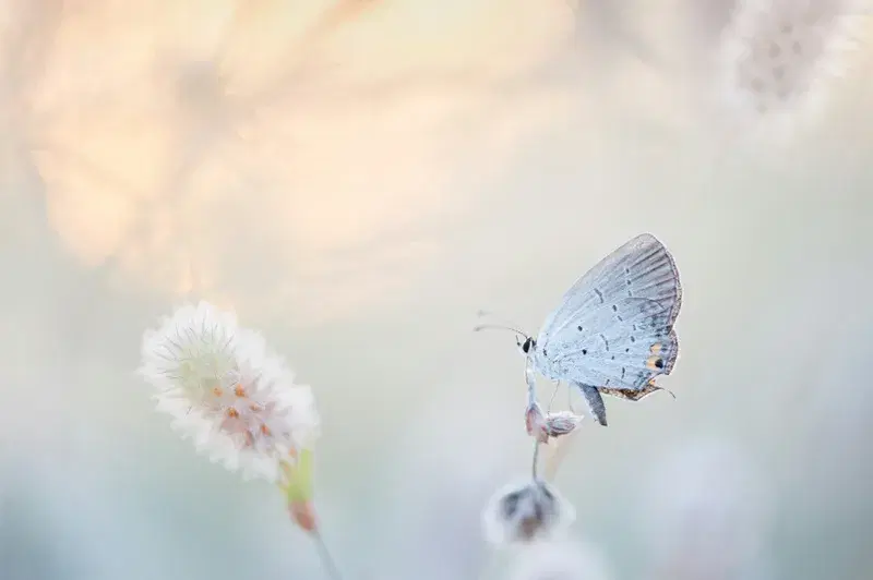 Cover Image for The Benefits of Connecting with Nature for Mental Wellness