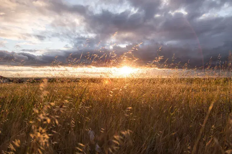 Cover Image for The Benefits of Connecting with Nature for Mental Wellness