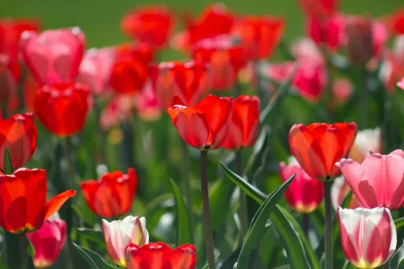 Cover Image for The Benefits of Gardening with Flowers for Mental Wellness