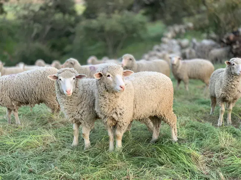 Cover Image for The Benefits of Grazing Animals in Habitat Restoration