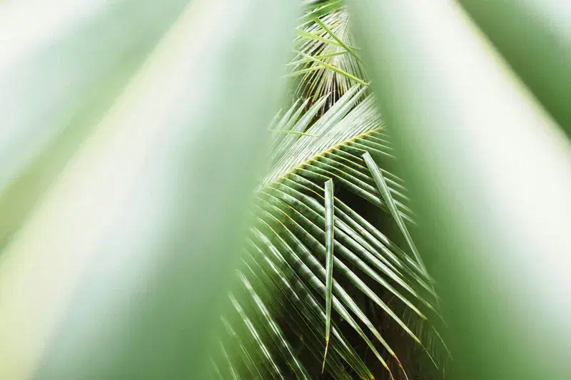 Cover Image for The Benefits of Having Plants in Your Home