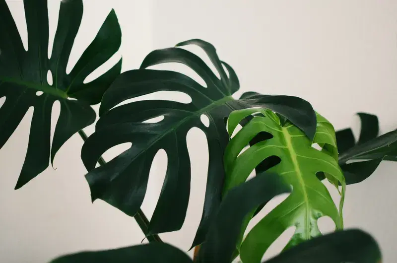 Cover Image for The Benefits of Indoor Plants: Why Monstera is a Must-Have