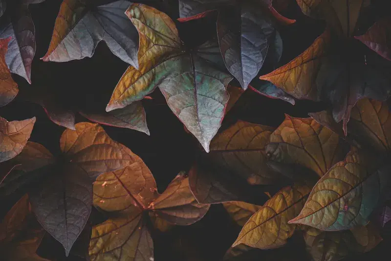Cover Image for The Benefits of Indoor Plants for Mental Well-Being