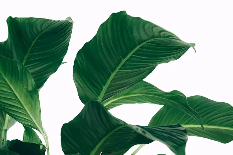 Cover Image for The Benefits of Indoor Plants for Mental Wellness