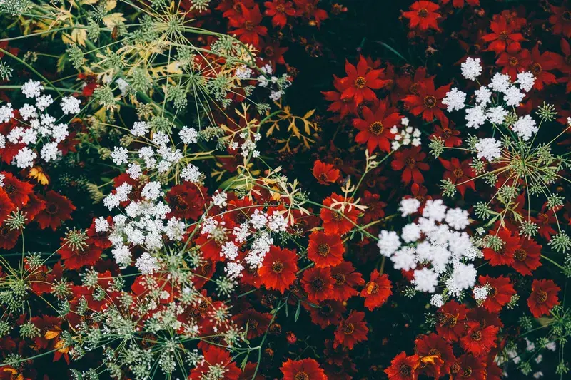 Cover Image for The Benefits of Indoor Plants: Bringing Nature Inside