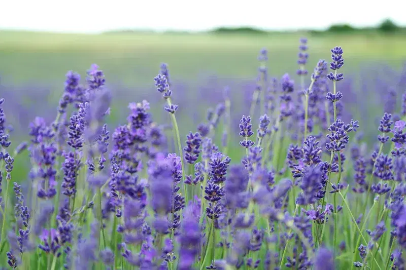 Cover Image for The Benefits of Lavender for Mindfulness and Wellness