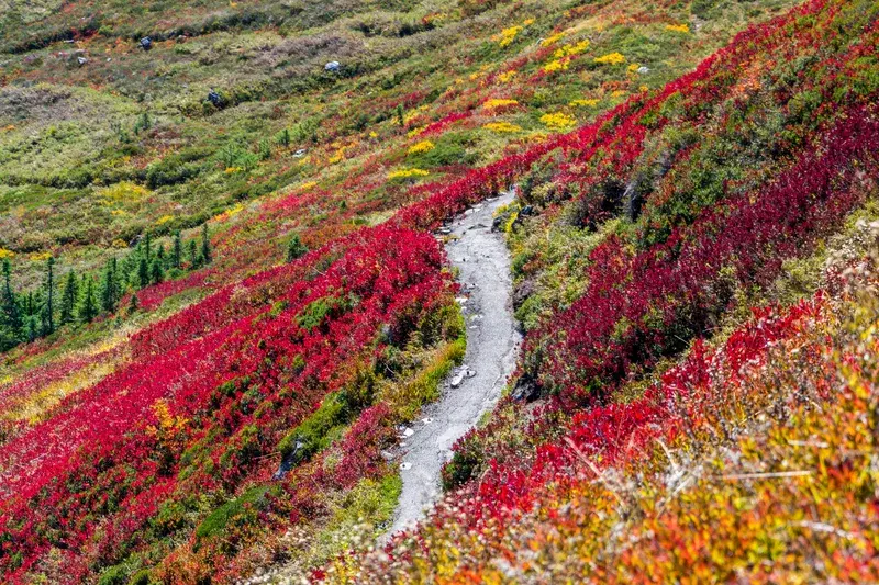 Cover Image for The Benefits of Spending Time in Nature: How Flower Fields Enhance Wellbeing