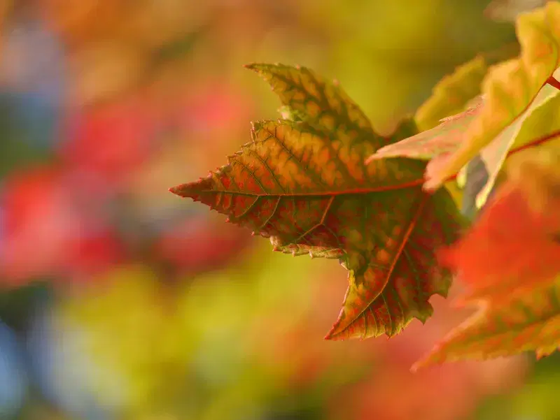 Cover Image for The Benefits of Nature for Mindfulness and Wellness