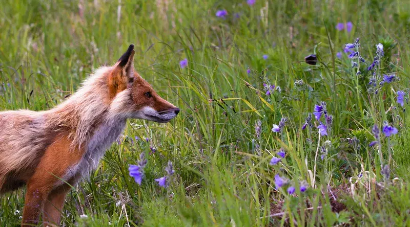 Cover Image for The Benefits of Nature: How Flowers and Wildlife Enhance Mental Health