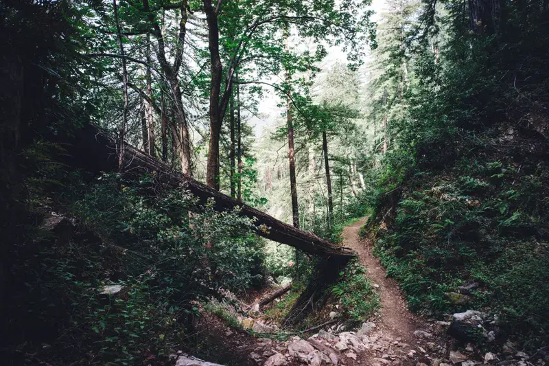 Cover Image for The Benefits of Nature Walks for Mental Health