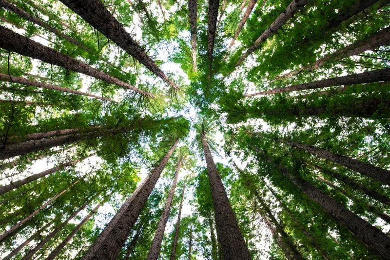 Cover Image for The Benefits of Nature: Enhancing Wellness through Outdoor Exposure