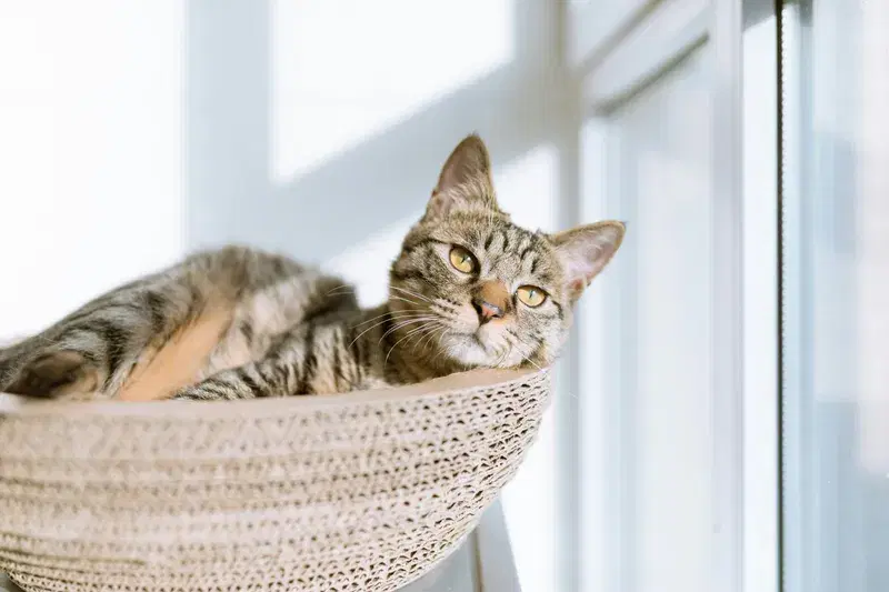 Cover Image for The Benefits of Pet Companionship for Mental Health