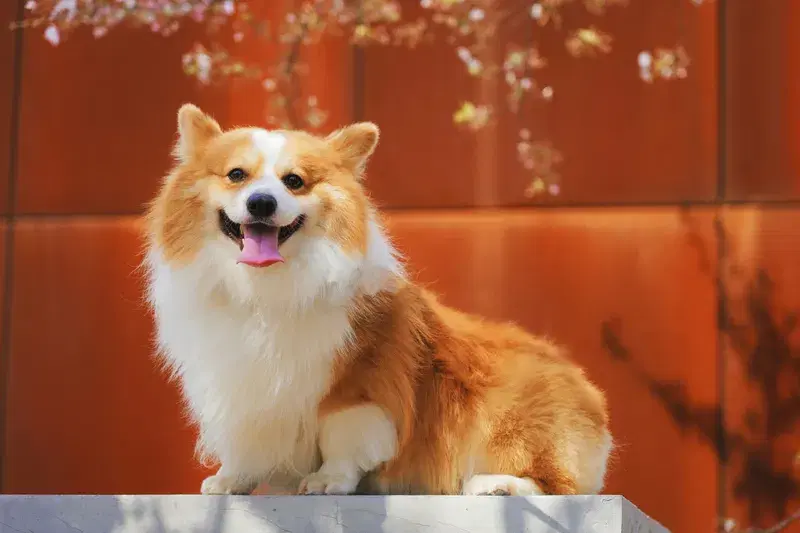 Cover Image for The Benefits of Having Pets in Nature for Mental Wellness
