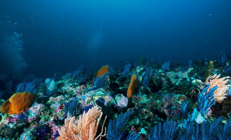 Cover Image for The Benefits of Scuba Diving for Mental Wellness