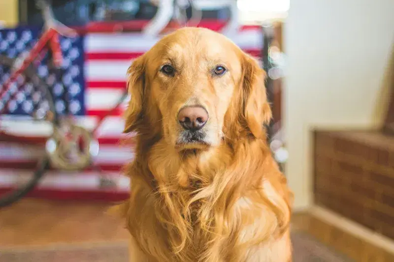 Cover Image for The Benefits of Spending Time with Pets in Nature