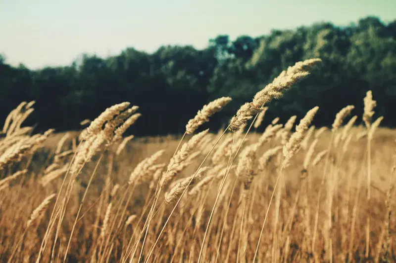 Cover Image for The Benefits of Wheat Grass for Health and Wellness