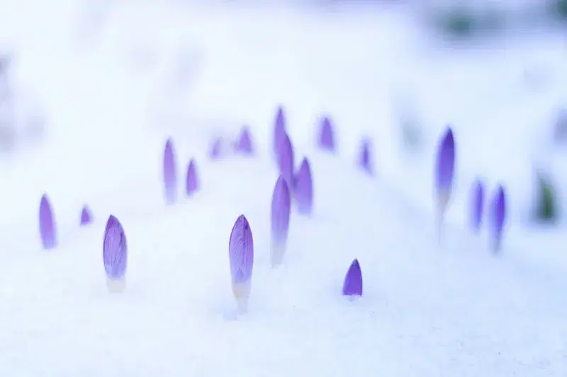 Cover Image for The Benefits of Spring Flowers for Mental Well-Being