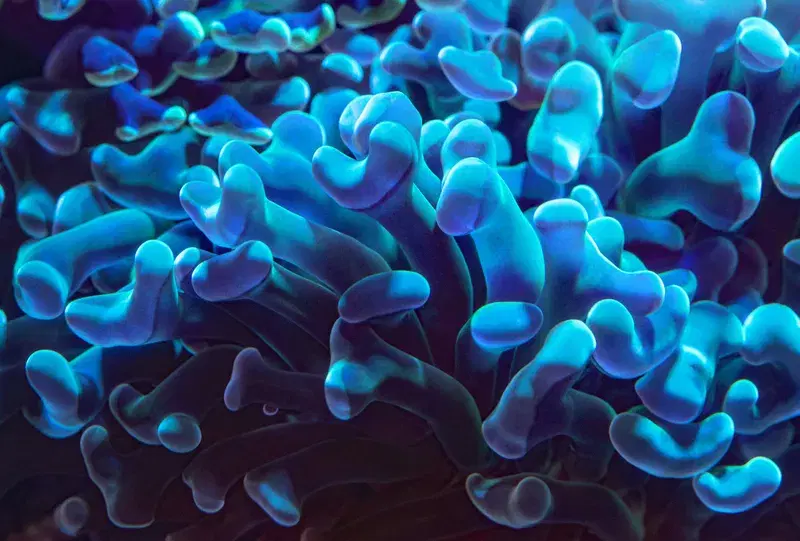 Cover Image for The Beauty of Bioluminescent Corals: Nature's Night Lights