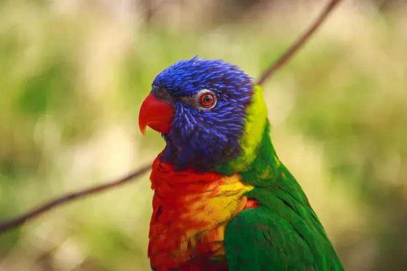 Cover Image for The Benefits of Birdwatching for Mindfulness and Well-Being