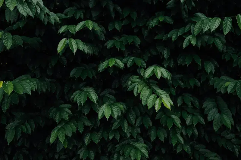 Cover Image for The Benefits of Bringing Nature Indoors for Your Well-Being