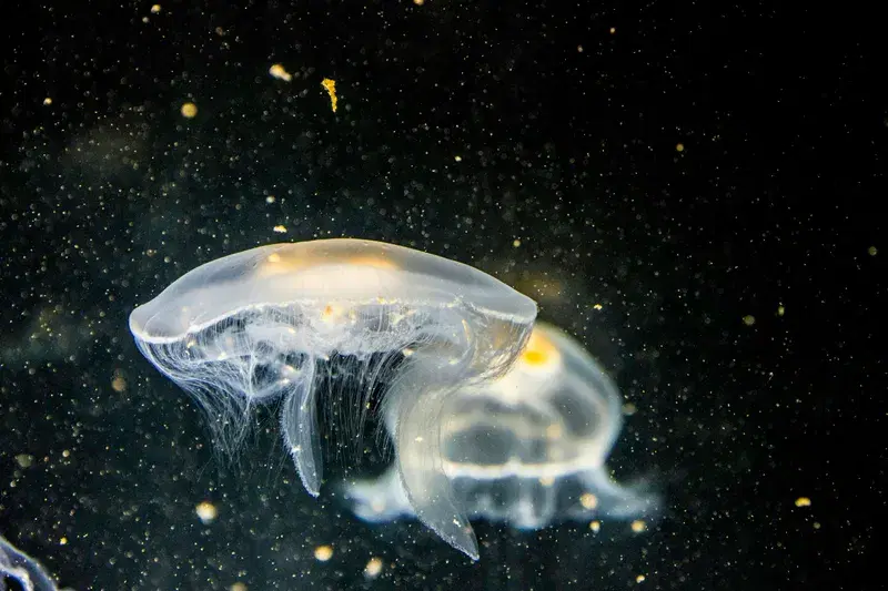 Cover Image for The Calm of Nature: How Floating Jellyfish Inspire Mindfulness